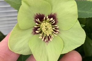 Helleborus 'Irish Luck' New 2023